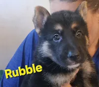 Rubble, a male German Shepherd Dog for sale in Rockford, IL – Photo 1 of 5