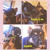 Rubble, a male German Shepherd Dog for sale in Rockford, IL – Photo 2 of 5
