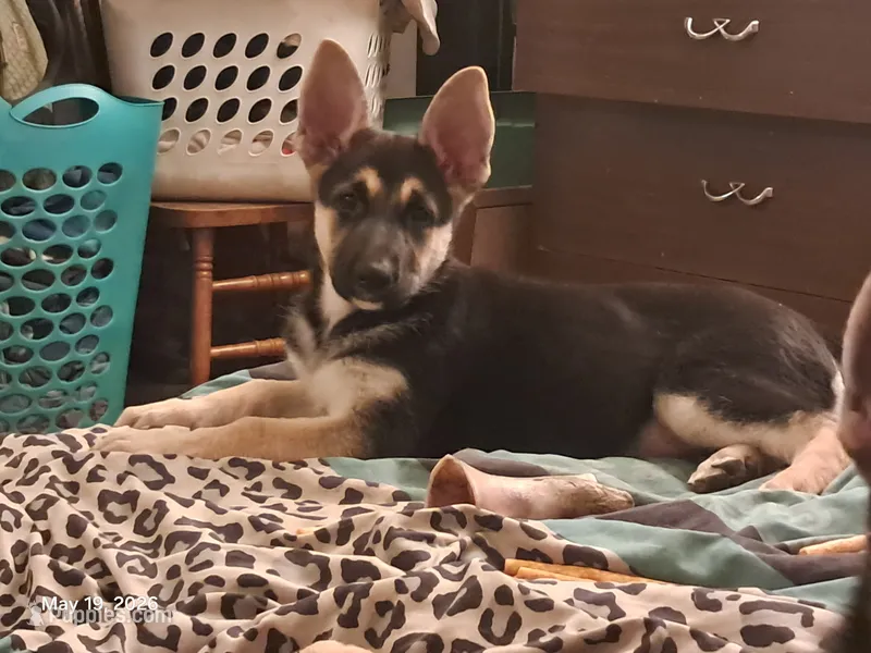 Everest – German Shepherd Dog puppy for sale in Rockford, IL