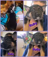 Ruby, a female German Shepherd Dog for sale in Rockford, IL – Photo 2 of 7