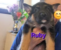 Ruby, a female German Shepherd Dog for sale in Rockford, IL – Photo 5 of 7