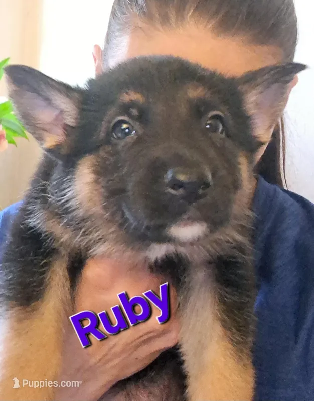Ruby – German Shepherd Dog puppy for sale in Rockford, IL