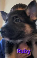 Ruby, a female German Shepherd Dog for sale in Rockford, IL – Photo 4 of 7