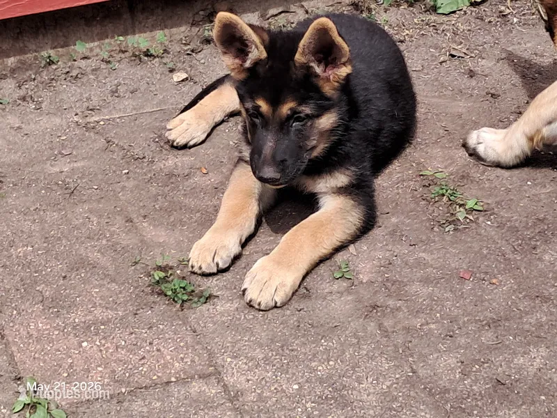Rubble – German Shepherd Dog puppy for sale in Rockford, IL