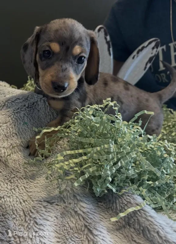 Happie – Miniature Dachshund puppy for sale in Aylett, VA
