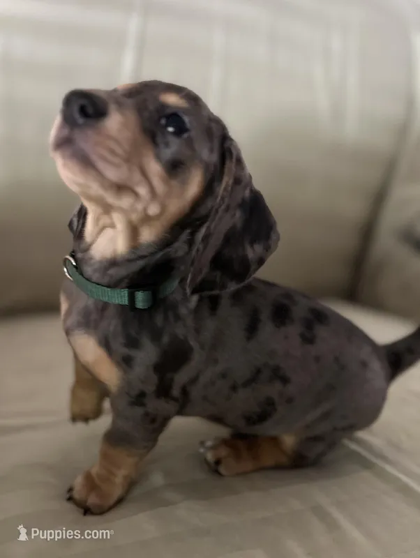 Happie – Miniature Dachshund puppy for sale in Aylett, VA