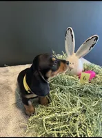 Lola, a female Miniature Dachshund for sale in Aylett, VA – Photo 1 of 3