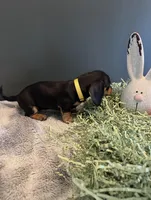 Lola, a female Miniature Dachshund for sale in Aylett, VA – Photo 2 of 3