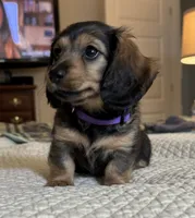 Shilo, a female Miniature Dachshund for sale in Aylett, VA – 3 of 4