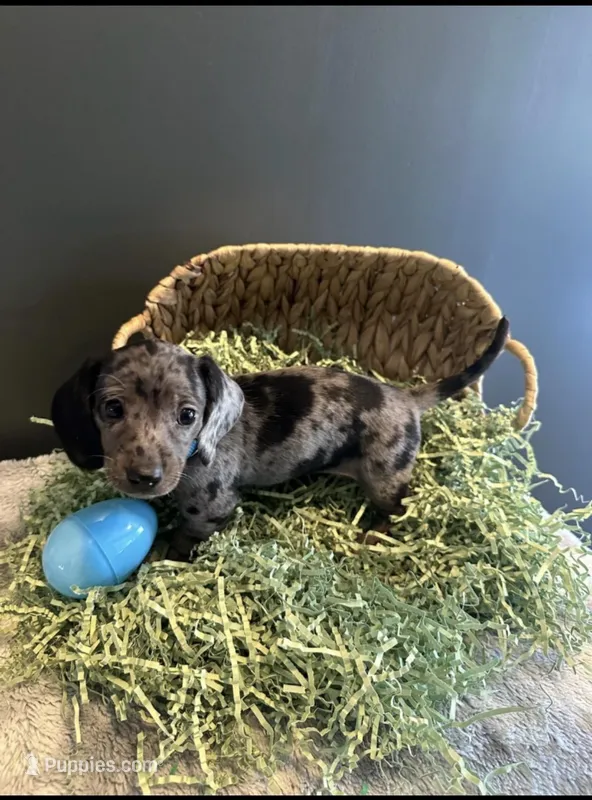 Bella  – Miniature Dachshund puppy for sale in Aylett, VA