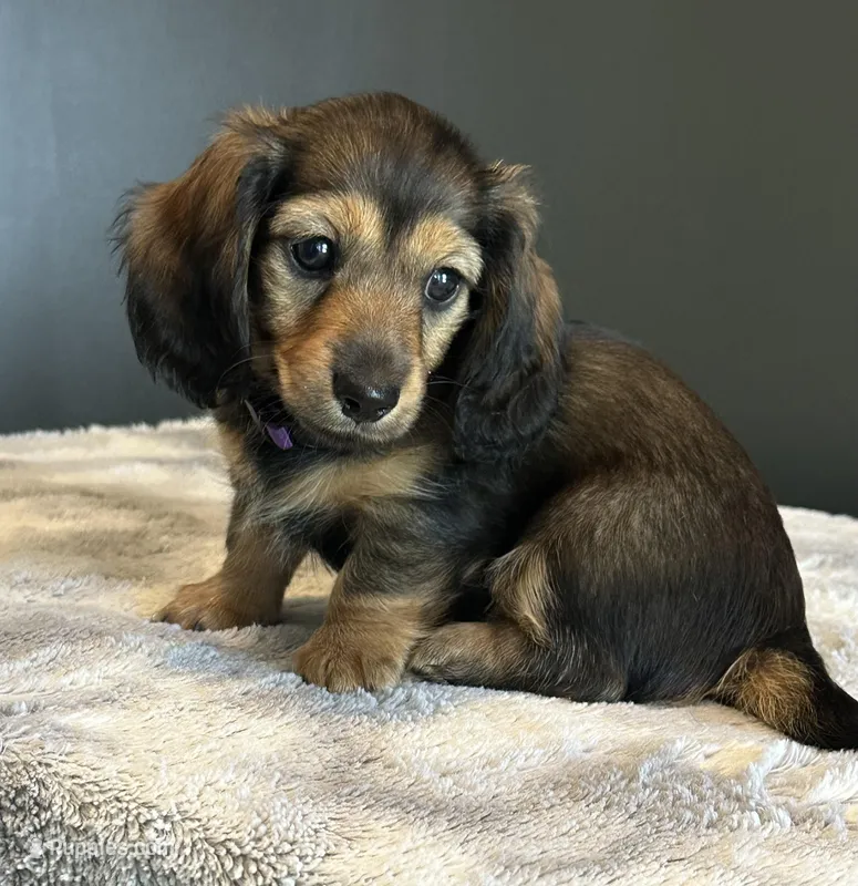 Shiloh  – Miniature Dachshund puppy for sale in Aylett, VA