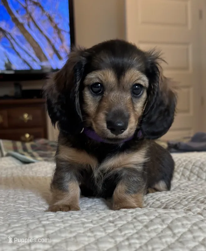 Shiloh  – Miniature Dachshund puppy for sale in Aylett, VA