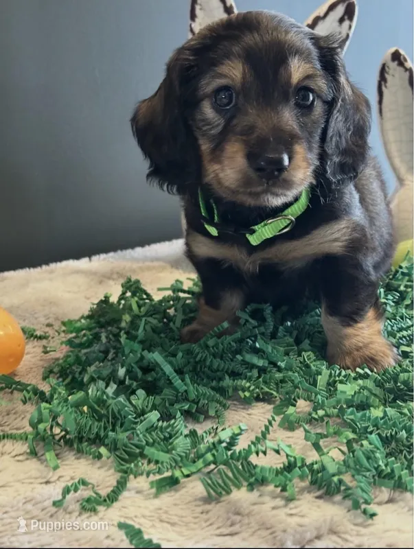 Shiloh  – Miniature Dachshund puppy for sale in Aylett, VA