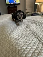 Shilo, a female Miniature Dachshund for sale in Aylett, VA – 4 of 4