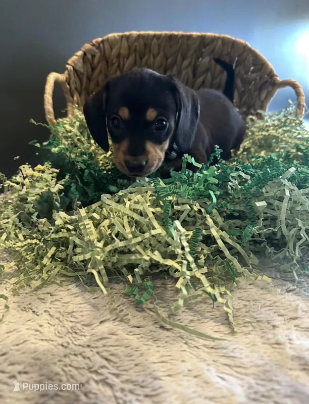 Baxter – Miniature Dachshund puppy for sale in Aylett, VA