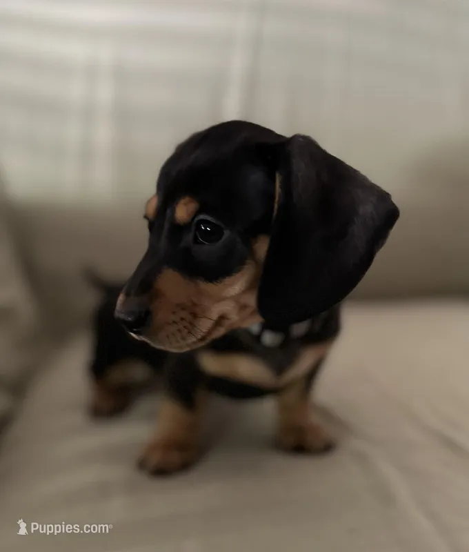 Baxter – Miniature Dachshund puppy for sale in Aylett, VA