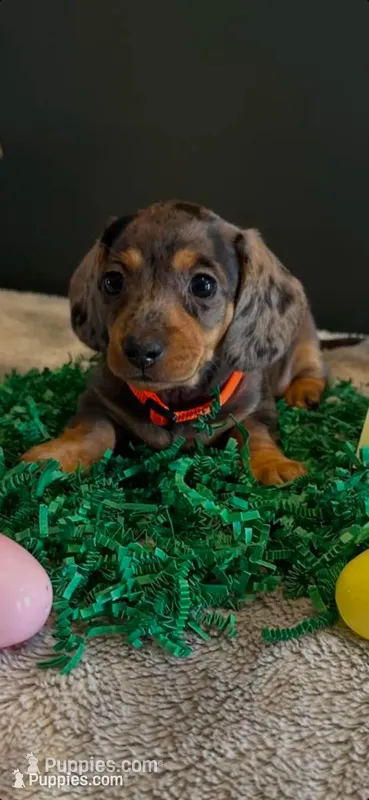 Ellie Mae – Miniature Dachshund puppy on hold in Aylett, VA