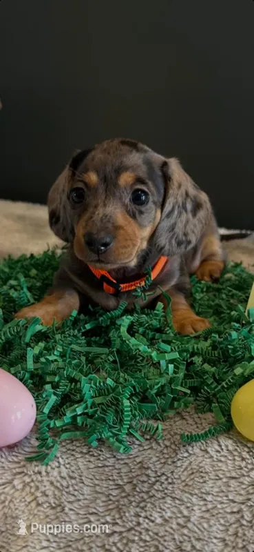 Ellie Mae – Miniature Dachshund puppy for sale in Aylett, VA