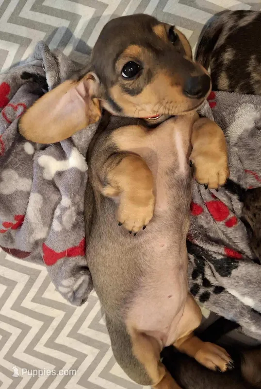 Ruby – Miniature Dachshund puppy for sale in Aylett, VA