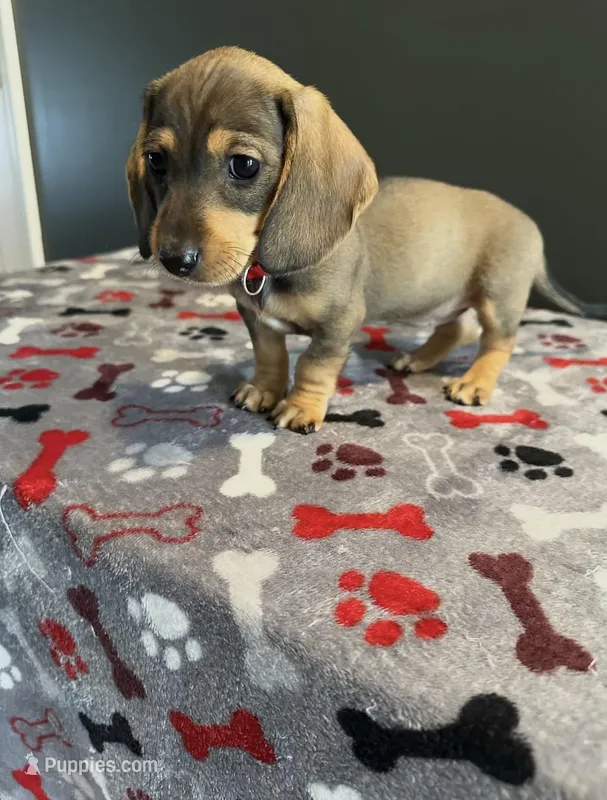 Ruby – Miniature Dachshund puppy for sale in Aylett, VA