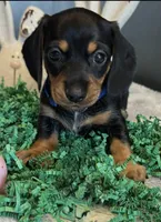 Yogi, a male Miniature Dachshund for sale in Aylett, VA – Photo 2 of 2