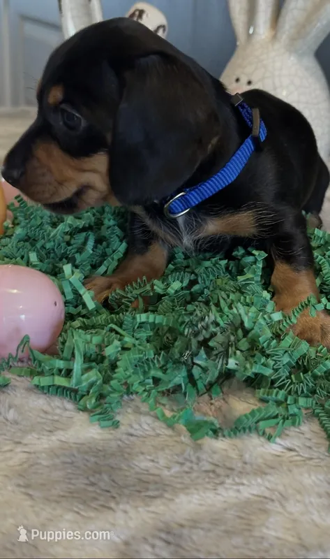 Yogi – Miniature Dachshund puppy for sale in Aylett, VA