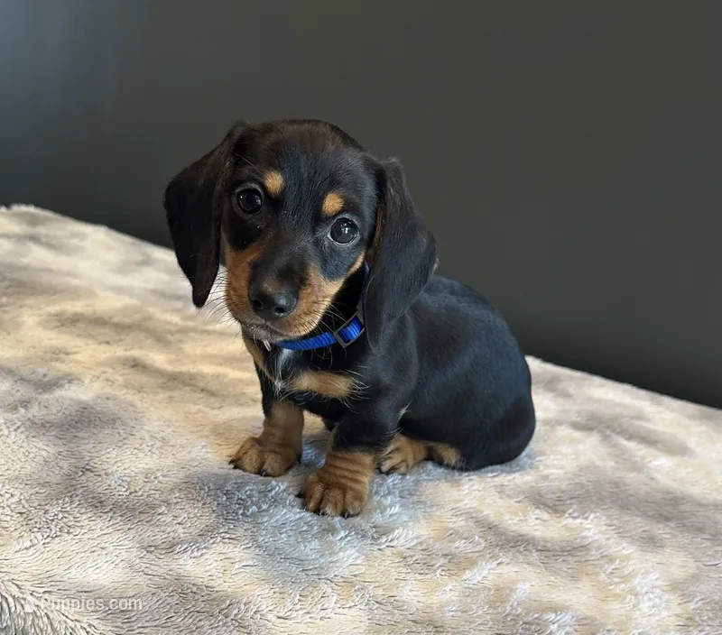 Yogi – Miniature Dachshund puppy for sale in Aylett, VA