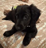 Shadow , a female Miniature Dachshund for sale in Aylett, VA – 3 of 4