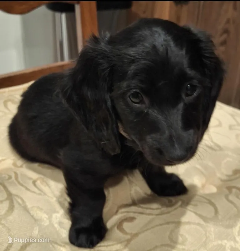 Shadow  – Miniature Dachshund puppy for sale in Aylett, VA