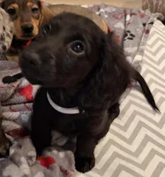 Shadow , a female Miniature Dachshund for sale in Aylett, VA – 2 of 4