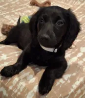Shadow , a female Miniature Dachshund for sale in Aylett, VA – 4 of 4