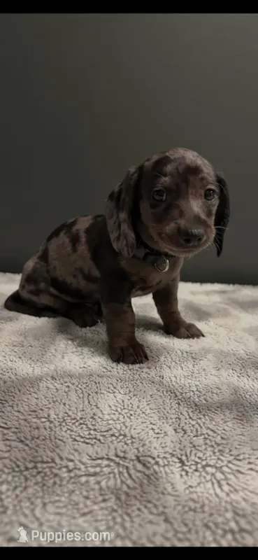 Tater – Miniature Dachshund puppy for sale in Aylett, VA