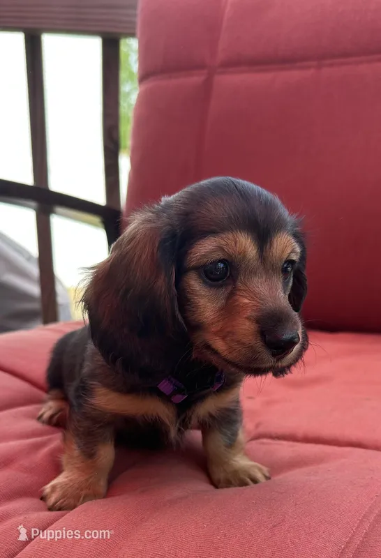 Zeus  – Miniature Dachshund puppy for sale in Aylett, VA