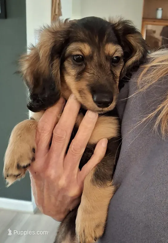 Zeus  – Miniature Dachshund puppy for sale in Aylett, VA
