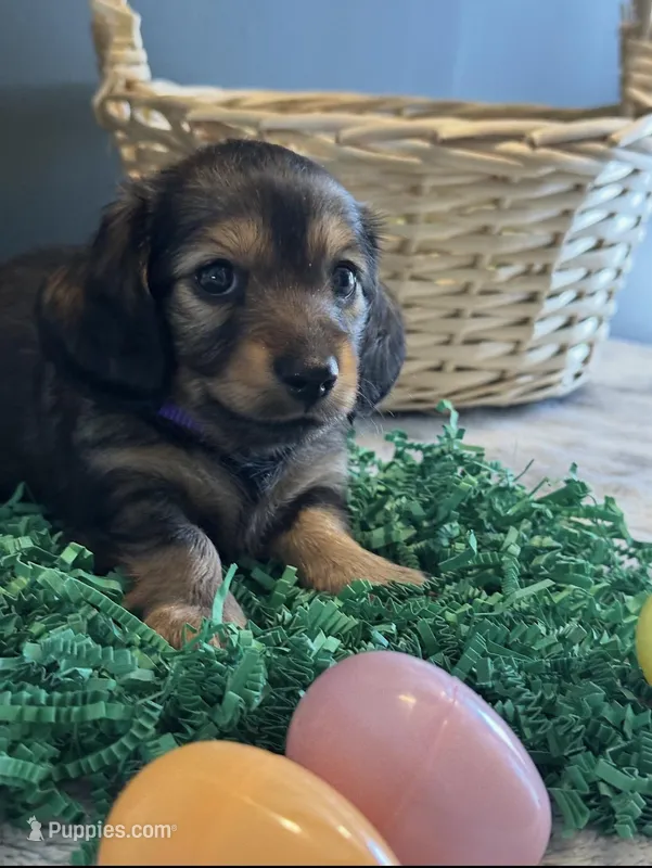 Zeus  – Miniature Dachshund puppy for sale in Aylett, VA