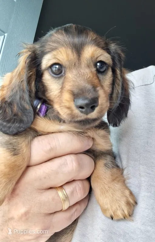 Shilo – Miniature Dachshund puppy for sale in Aylett, VA