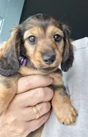 Shilo, a female Miniature Dachshund for sale in Aylett, VA – 1 of 4