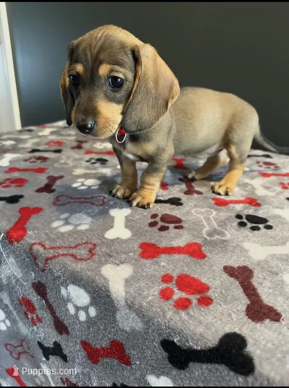 Sophie – Miniature Dachshund puppy for sale in Aylett, VA