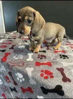 Sophie, a female Miniature Dachshund for sale in Aylett, VA – Photo 1 of 3