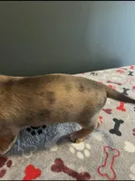 Sophie, a female Miniature Dachshund for sale in Aylett, VA – Photo 3 of 3