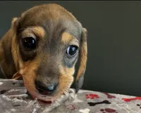 Sophie, a female Miniature Dachshund for sale in Aylett, VA – Photo 2 of 3