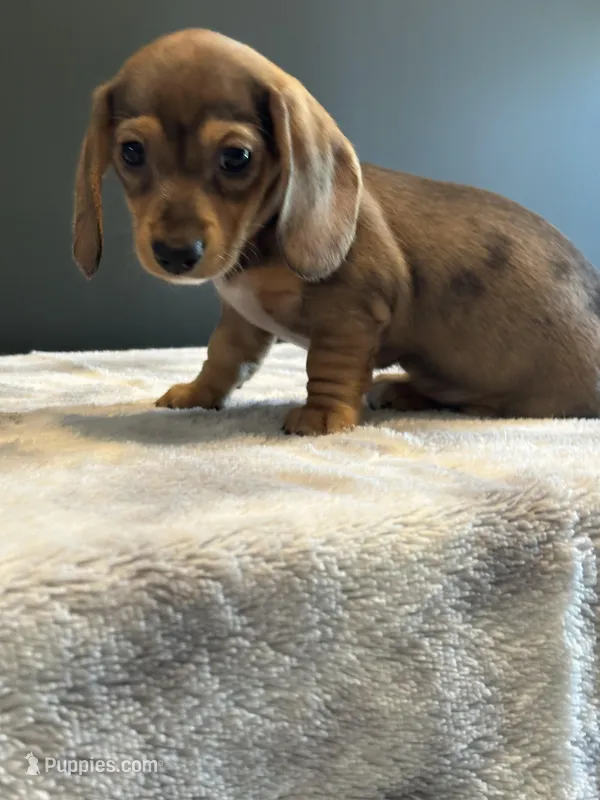 Sophie – Miniature Dachshund puppy for sale in Aylett, VA