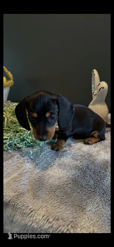 Minnie  – Miniature Dachshund puppy for sale in Aylett, VA