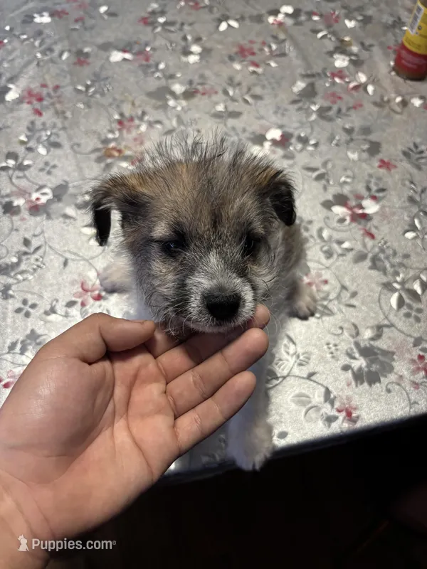 Sausage – Jack Russell Terrier puppy for sale in Riverdale Park, MD
