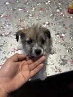 Sausage, a male Jack Russell Terrier for sale in Riverdale Park, MD – Photo 1 of 3