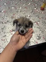 Sausage, a male Jack Russell Terrier for sale in Riverdale Park, MD – Photo 2 of 3