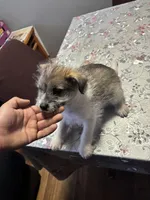 Sausage, a male Jack Russell Terrier for sale in Riverdale Park, MD – Photo 3 of 3