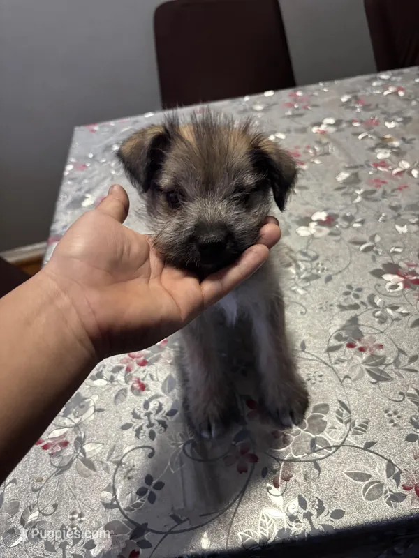 luna – Jack Russell Terrier puppy for sale in Riverdale Park, MD