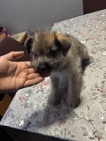 luna, a female Jack Russell Terrier for sale in Riverdale Park, MD – Photo 2 of 3