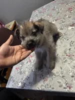 luna, a female Jack Russell Terrier for sale in Riverdale Park, MD – Photo 3 of 3